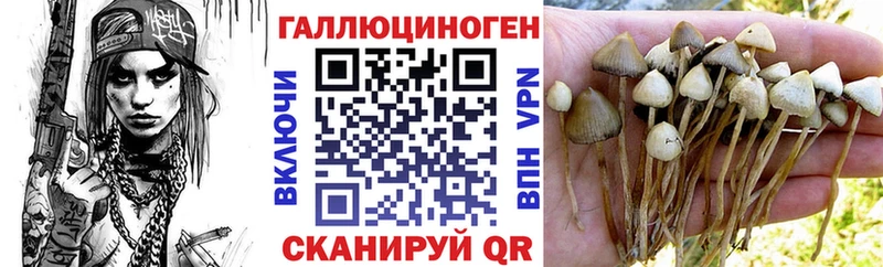 Галлюциногенные грибы Psilocybine cubensis  Купить  Большой Камень 
